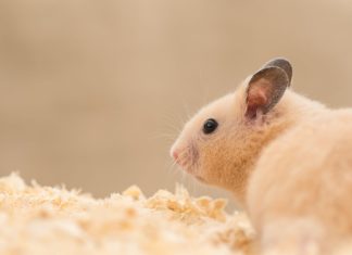 Essential Checklist: What Do You Need for a Hamster?