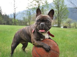 How to Put on a Dog Harness for Your Dog?