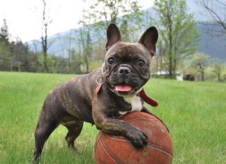 How to Put on a Dog Harness for Your Dog?