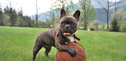 How to Put on a Dog Harness for Your Dog?