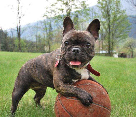 How to Put on a Dog Harness for Your Dog?