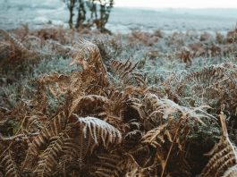 Essential factors that will help you improve the quality of your wood pellets