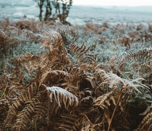 Essential factors that will help you improve the quality of your wood pellets