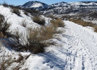 Why Choose Fiber Optic Patch Cords as a Networking Solution