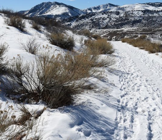 Why Choose Fiber Optic Patch Cords as a Networking Solution